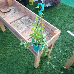 Variagated Succulents  Ivy