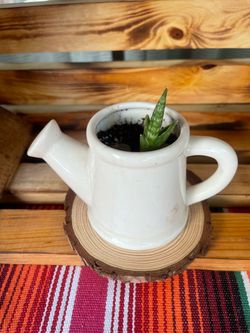Plants and Succulents