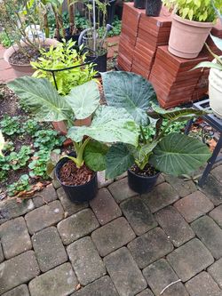 Regal Shields Elephant Ear - Alocasia in 5gl pots