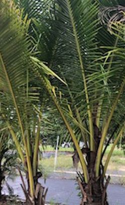 COCO PALM FOR SALE.  PRICE REDUCED!