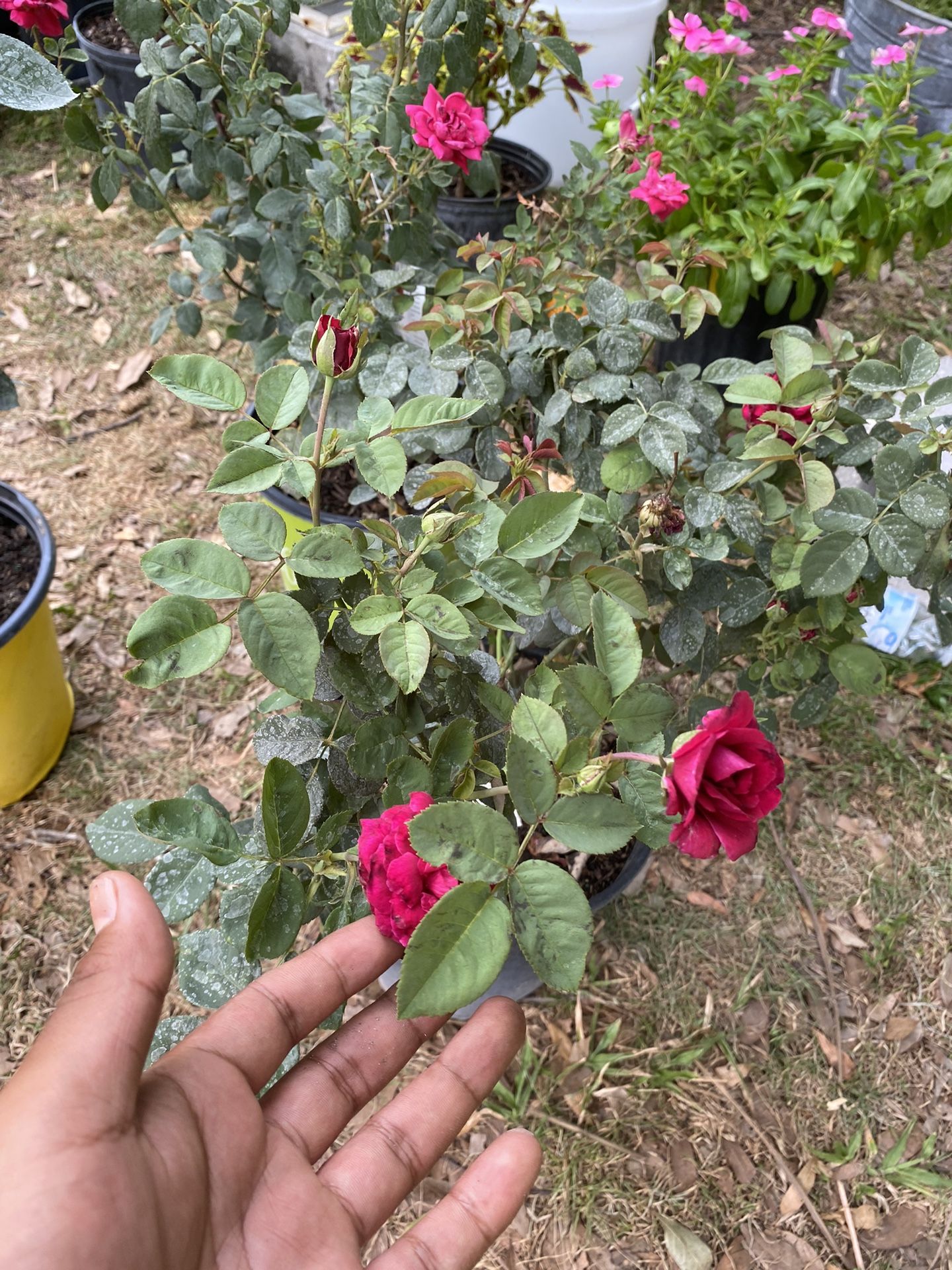 Red Rose