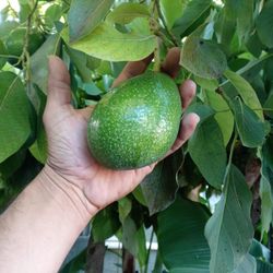 Avocados