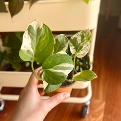Enjoy Pothos 😃2"pot easy live indoor plant n'joy