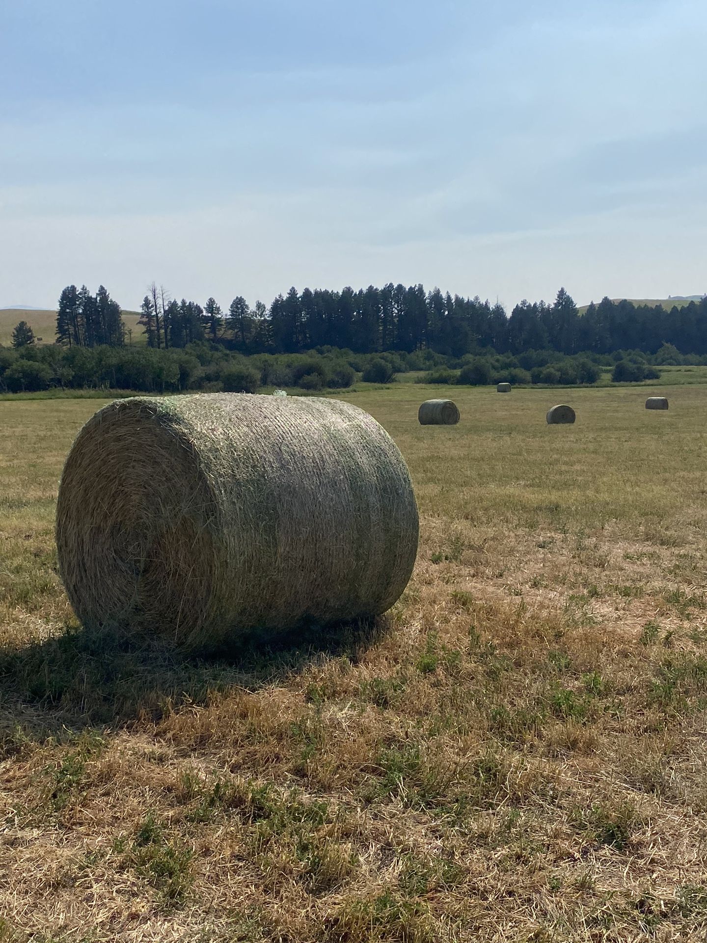 Hay For Sale Large Round Bales 1100lbs Each