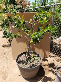 Trees in pot