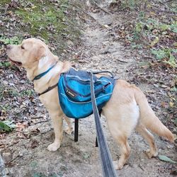 Ruffwear Dog Backpack 