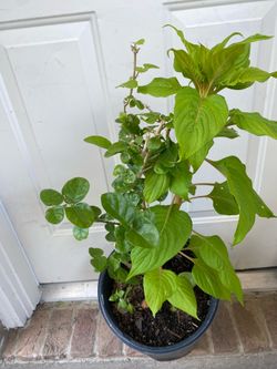 Grand Duke Tuscany jasmine