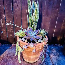 Mother’s Day Large Succulent Pot Gift 