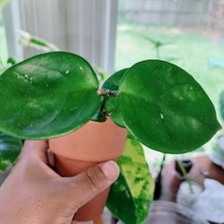 Hoya Chelsea 