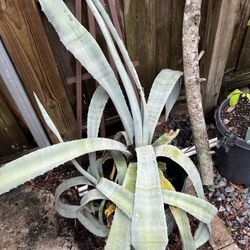 Agave Plant - Healthy, Mature