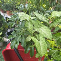 Umbrella Plant With A Syngonium Plant 