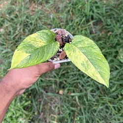 Monstera Mayuna Obliqua Variegated Mid Var