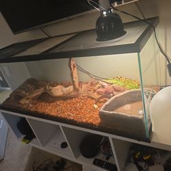 Snake Enclosure /W Ball Python