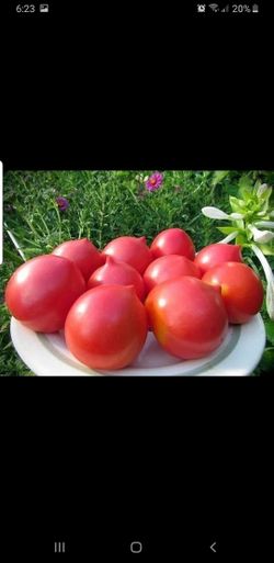 TOMATO - OXHEART PINK plants