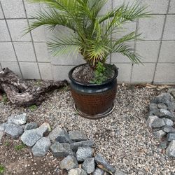 Palms With Pots