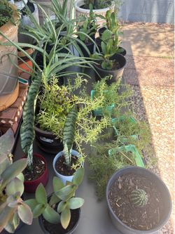 PLANTAS