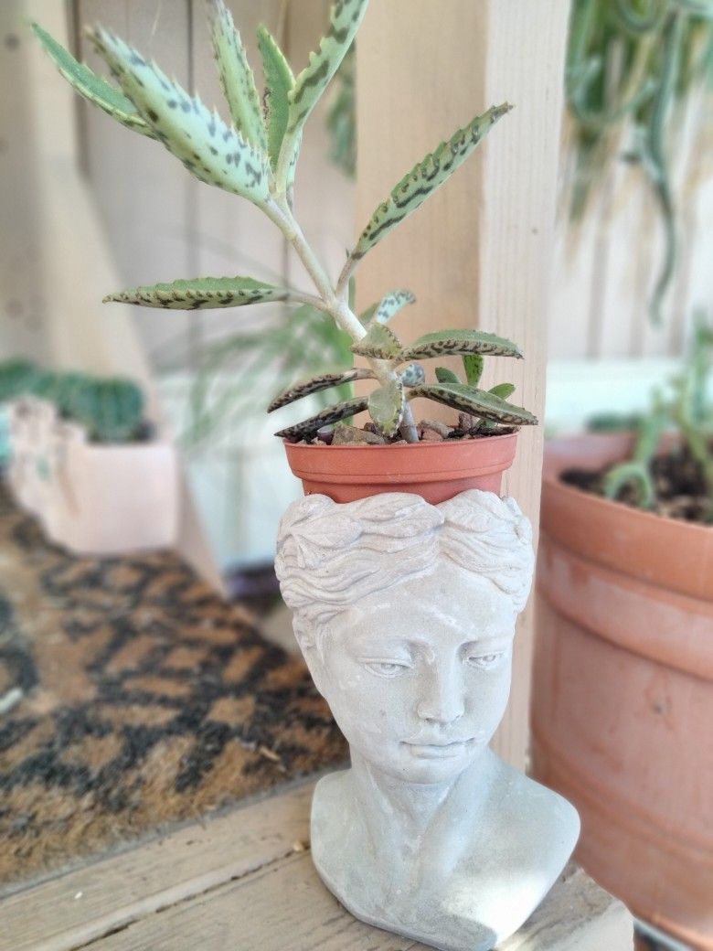 Mother Of Thousands Plant