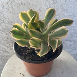 6 Inch Pot Succulent Plant - Unique Aeonium Sunburst Variegated - Rooted & Established - Drought Resistant 🪴