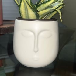 Face Planter With Varigated Sanseveria