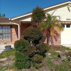 Eugenia Pom Pom Cloud Topiary $80 I Dig, $30 You Dig