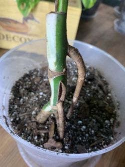 Monstera Albo Bottom Cut Rooted