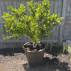 Large Green Plant in Pot