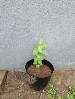 Pink Guava Tree