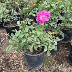 Rose Bush
