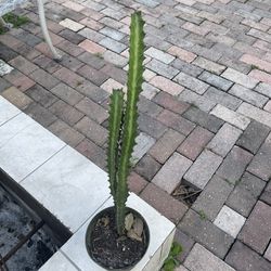 succulent cactus