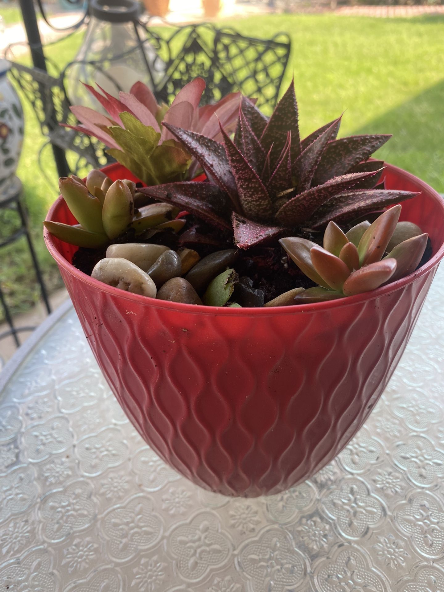 Beautiful succulent plant