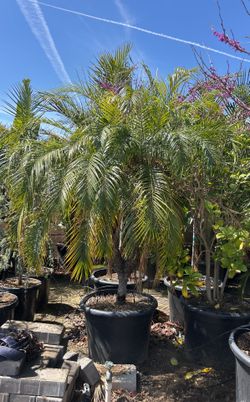 Pigmy Date Palm