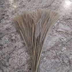 Dried Pampas Grass Phragmites（never  Used )