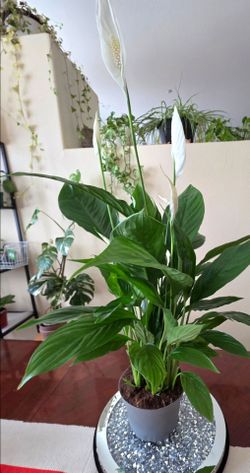 🌿🕊Peace Lily Plant 🕊 Cuna de Moisés 🌿