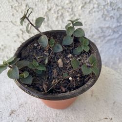 3 Inch Pot Succulent Plant- Callisia Repens - Gold Mini - Miniature Wandering Dude - Rooted & Established - Drought Resistant - 🪴