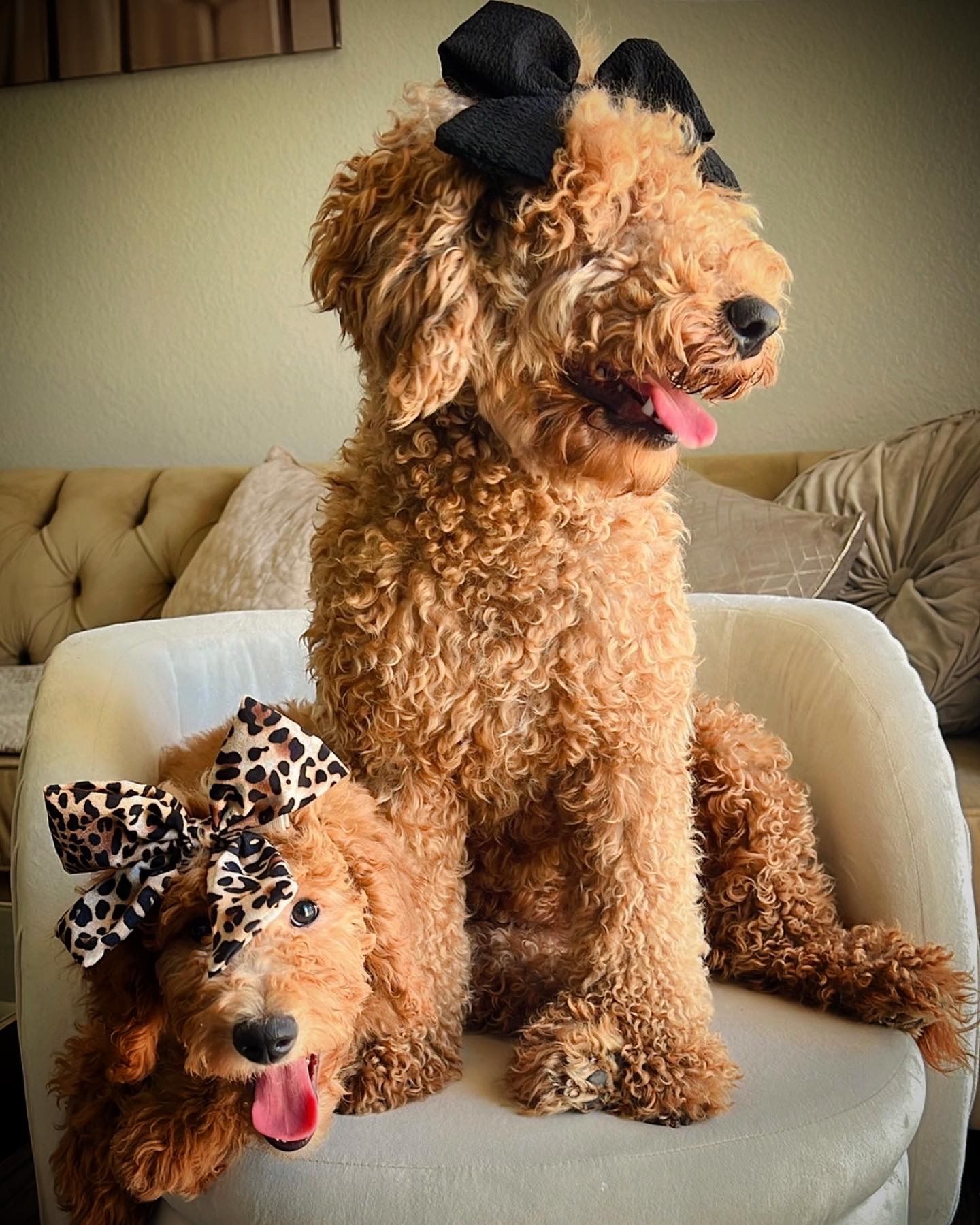 Mini Golden Doodle Clothing