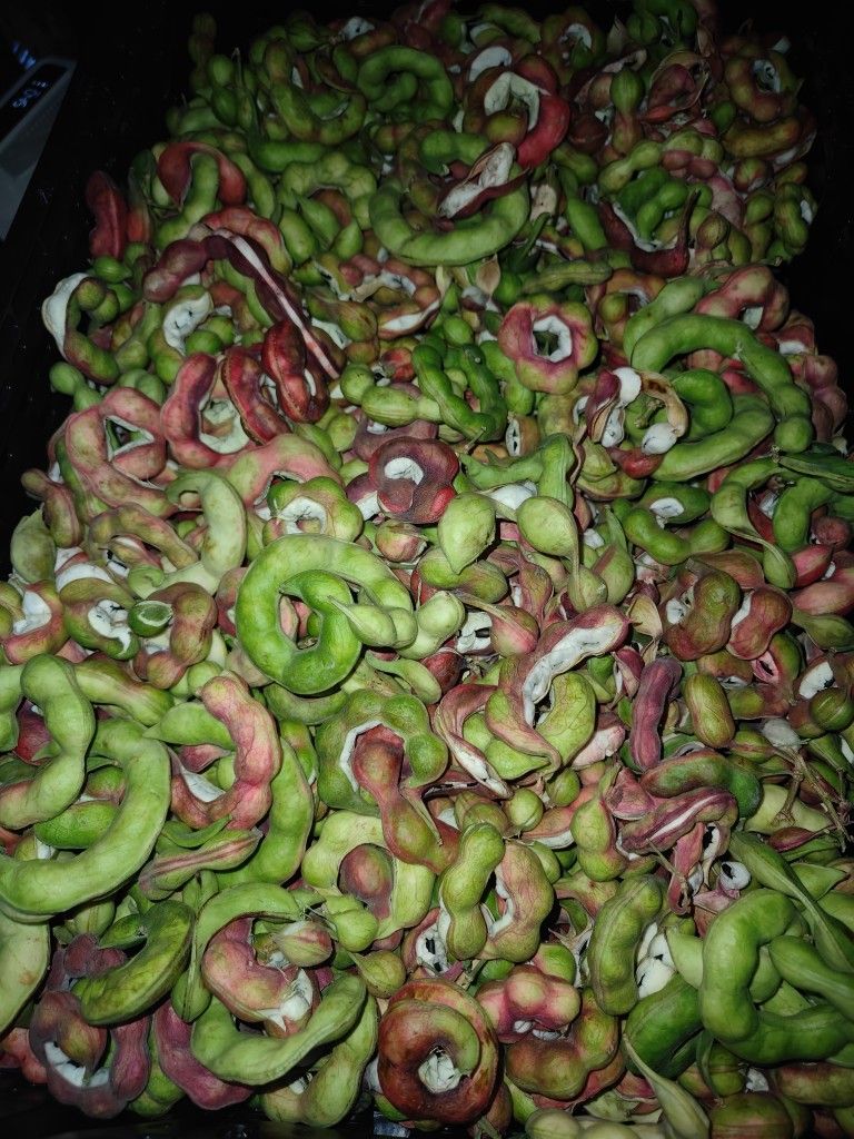 Guamuchiles 1lb