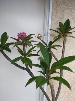 Planta Plumería