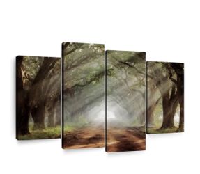 Tree Tunnel Pictures
