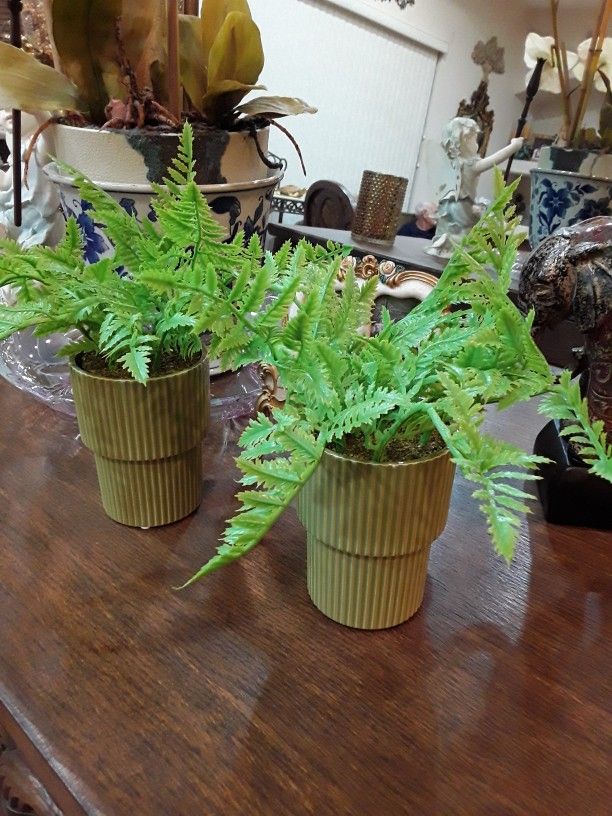 Two Beautiful Decor Plants In Weeki Wachee Spring Hill