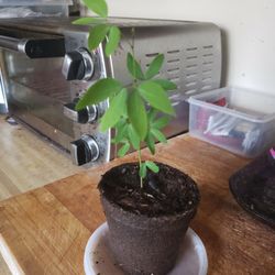 Arbolito De Guamuchil ..