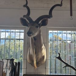 Large taxidermy African Kudu