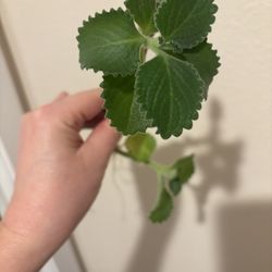 Plectranthus or indoor mint can be added to tea