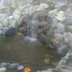 Koi Pond 
