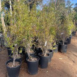 5 Gallon Size- Pomegranate Trees- Avocado Trees- Fig Trees- Guava Trees- Cherry Trees- Nectarine Trees 