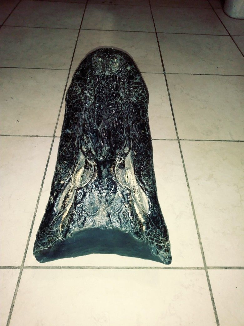 20 Inch Authentic Taxidermy Alligator Head
