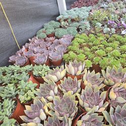 Echeverias & Succulent 