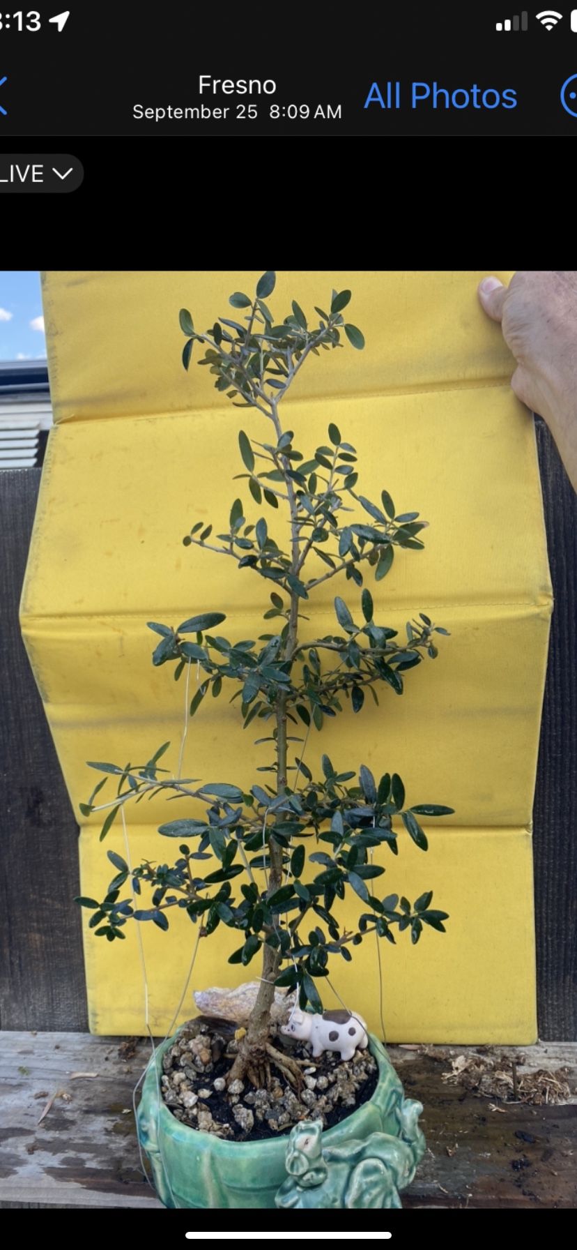 Bonsai Olive Trees, $50 Each 18 To 20 Inch Tall
