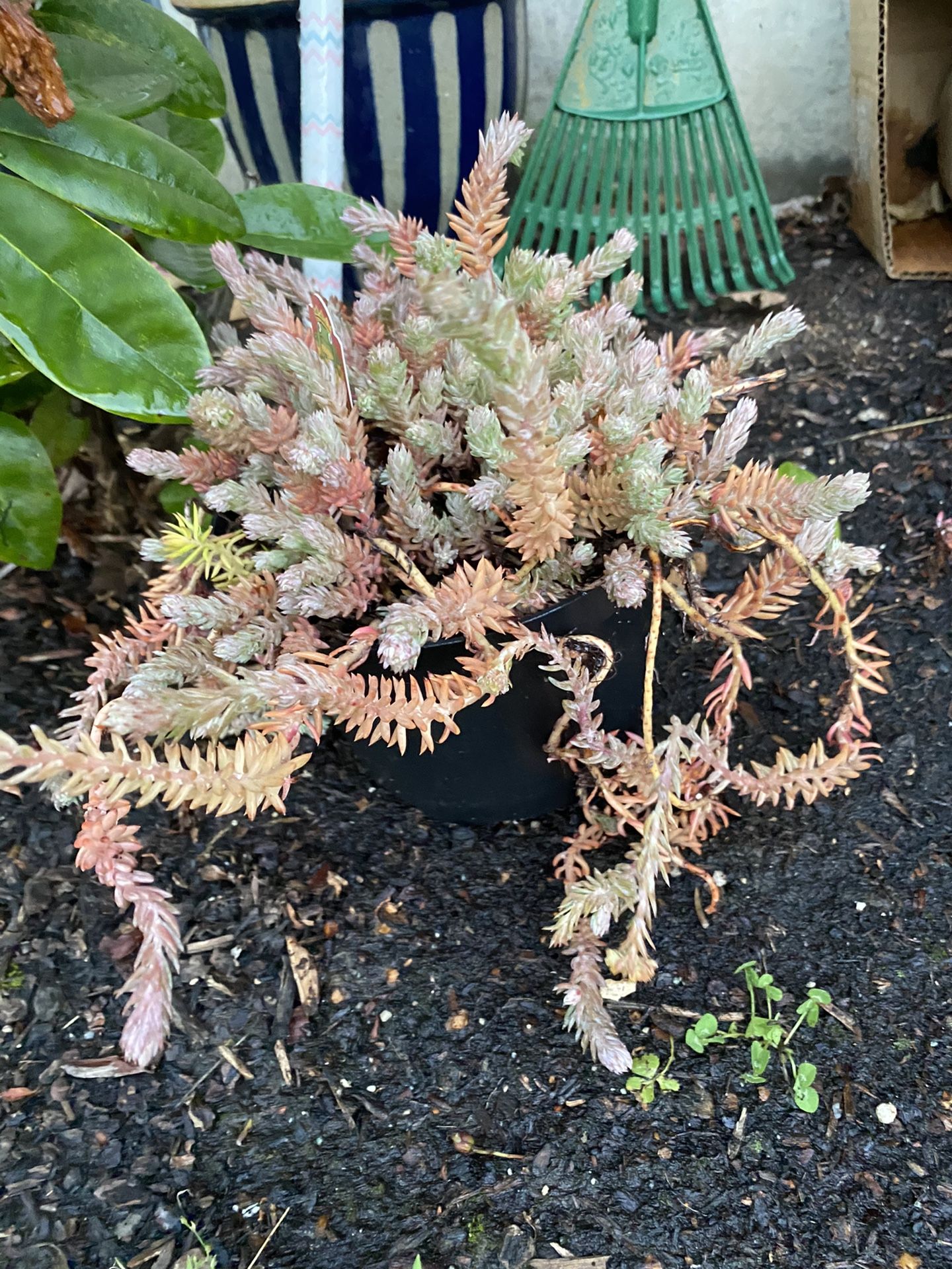 Angelina sedum succulent plant 4”