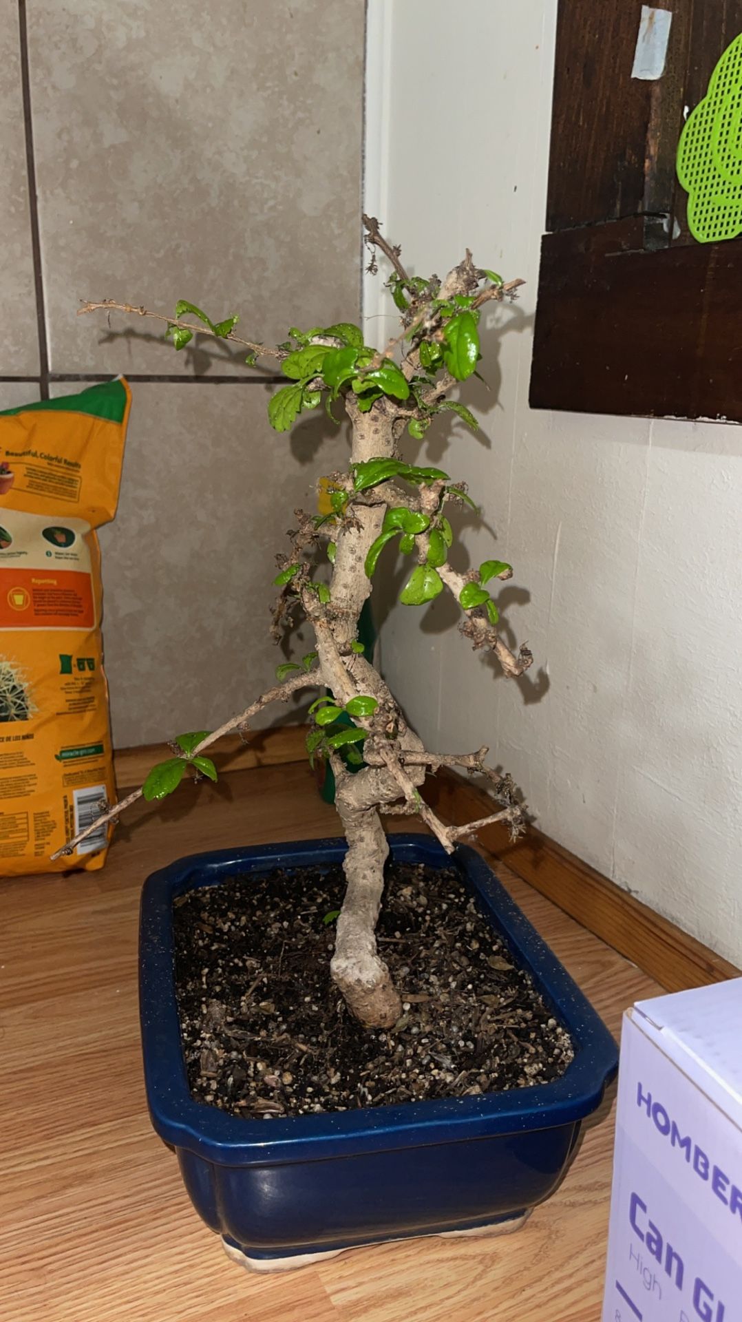 Bonsai Trees