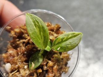 Philodendron Varigated Melanochrysum